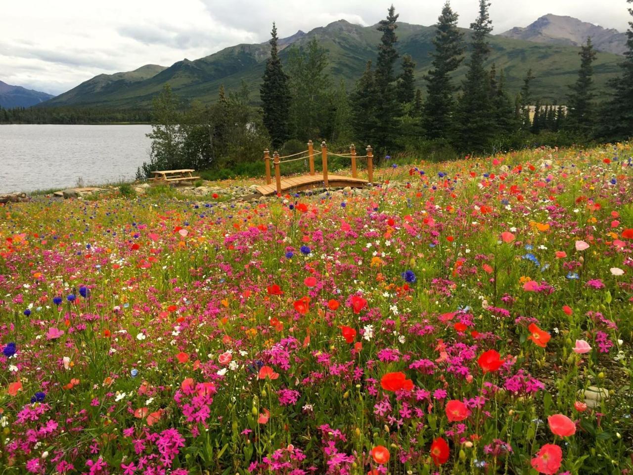 Denali Lakeview Inn هيلي المظهر الخارجي الصورة